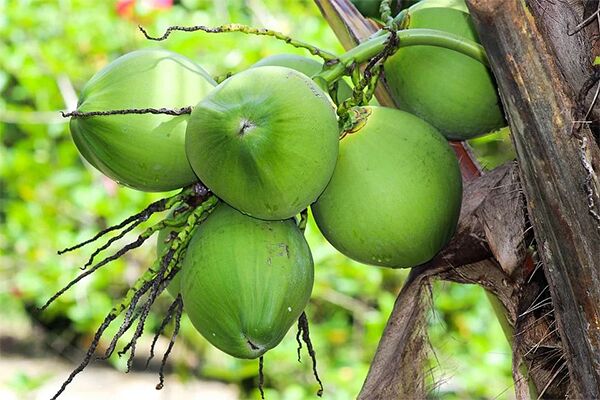 Coconut1