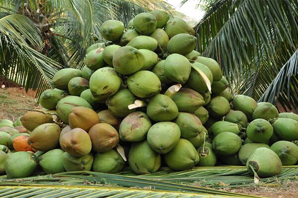 Coconut3