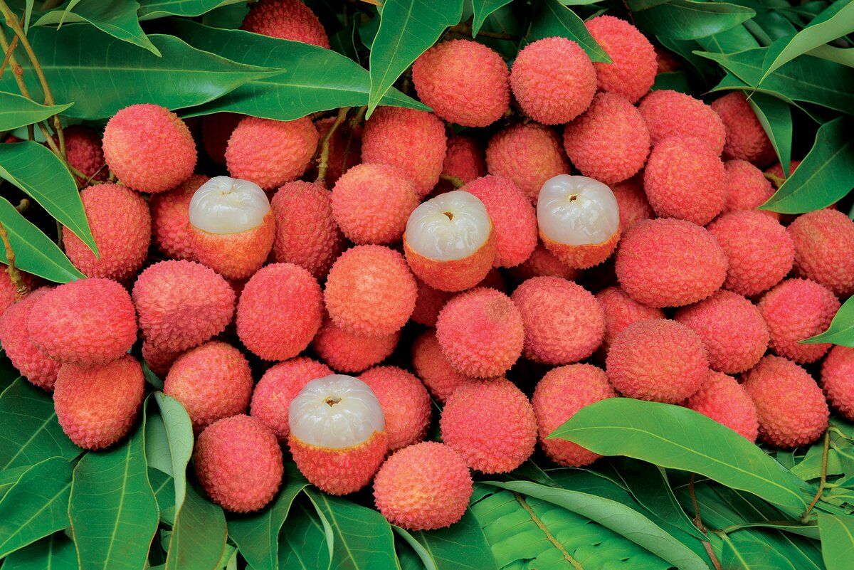 Shahi litchi Shahi litchi