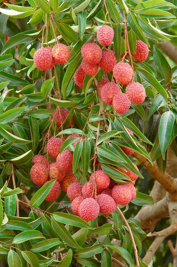 leechee